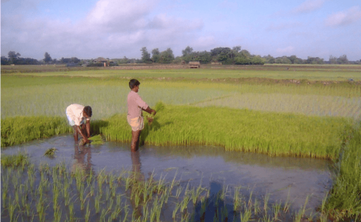 villagers Bangla